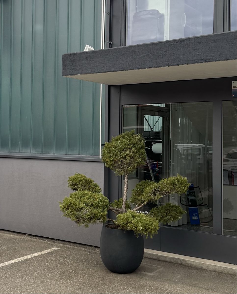 Piante & sementi: Grosser Garten Bonsai Juniperus/Wacholder – Usato da Rümlang venduto da Gruseh.ch