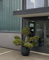 Grosser Garten Bonsai Juniperus/Wacholder