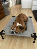 Erhöhte Hundeliege (ohne Hund)