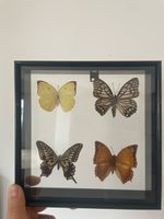 Gerahmte Schmetterlinge 4er Set Dekoration neu