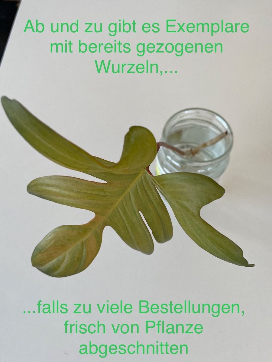 Piante & sementi: Philodendron Florida Green Steckling – Nuovo (secondo la descrizione) da Olten venduto da Elynora 1