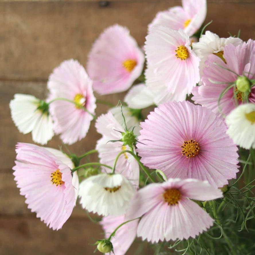 Pflanzen & Samen: 30 Samen Cosmea CUPCAKES BLUSH  Schmuckkörbchen – Neu (gemäss Beschreibung) aus Ehrendingen von VerveinaSamen 2