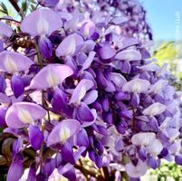 Blauregen - Wisteria - Glyzinie - 100% Bio-Garten-Kultur