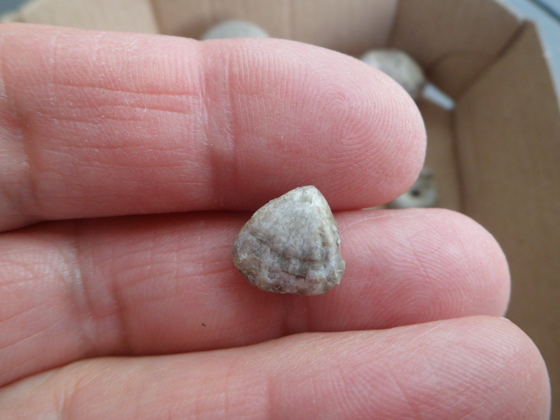 Fossili: Kleine Fossilien Sammlung Schweiz – Usato da Affoltern am Albis venduto da Fossil60 8