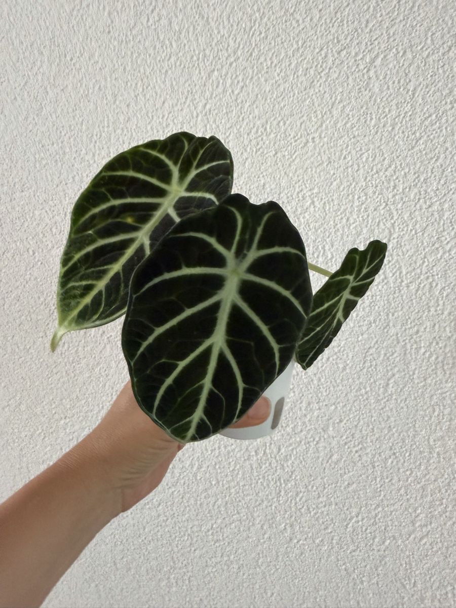 Piante & sementi: Alocasia Ninja im SB-Topf – Usato da Ostermundigen venduto da summy73 1