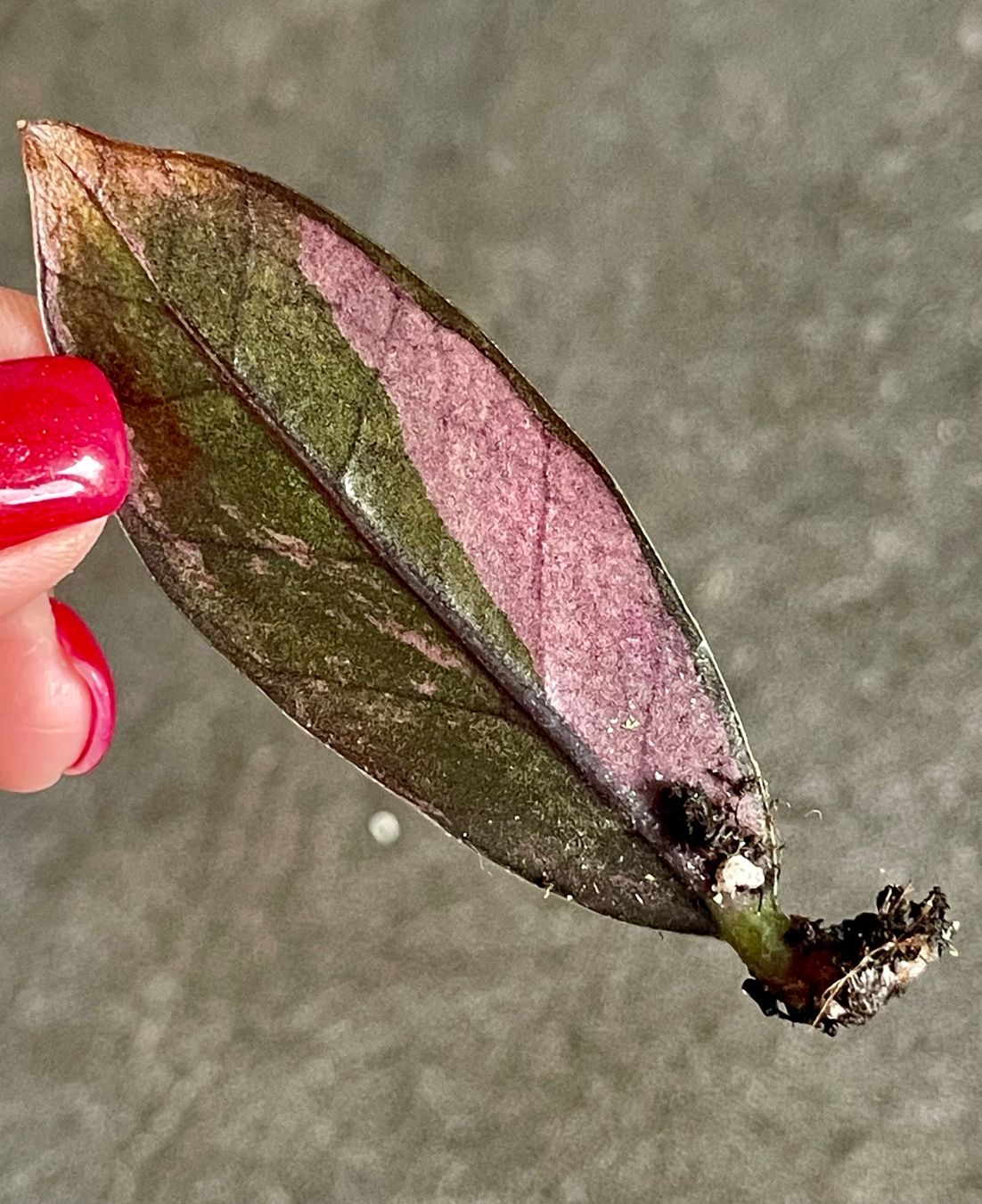 Pflanzen & Samen: Zamioculcas Raven Pink – Gebraucht aus Thonex von  3