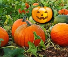 10 Samen Halloween - Kürbis + Anweisungen zum Keimen und