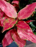 Seltenes Sammler-rotes AGLAONEMA "Cherry Baby" H 20-30 cm