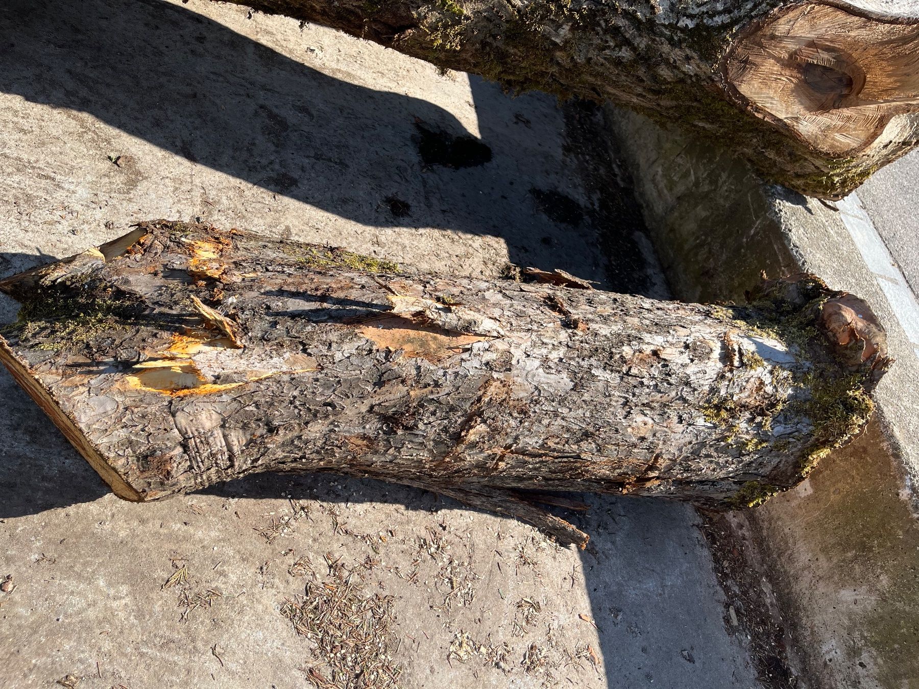 Holzartikel: Apfelbaumstamm – Neu (gemäss Beschreibung) aus Nürensdorf von Peterhakab 5