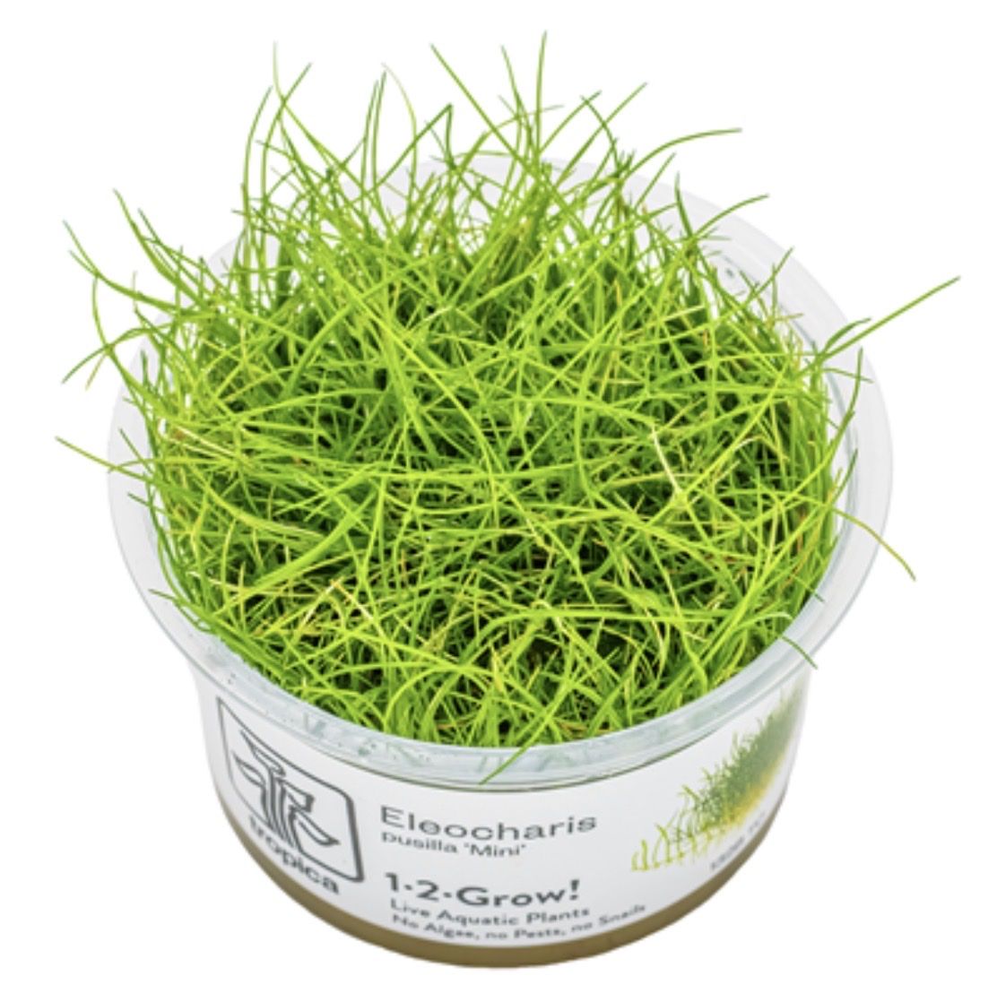 Plantes & graines: Aquariumpflanze InVitro Eleocharis pusilla/acicularis 'Mini' – Neuf avec emballage d'origine à Dulliken par miggu40