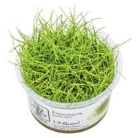 Aquariumpflanze InVitro Eleocharis pusilla/acicularis 'Mini'