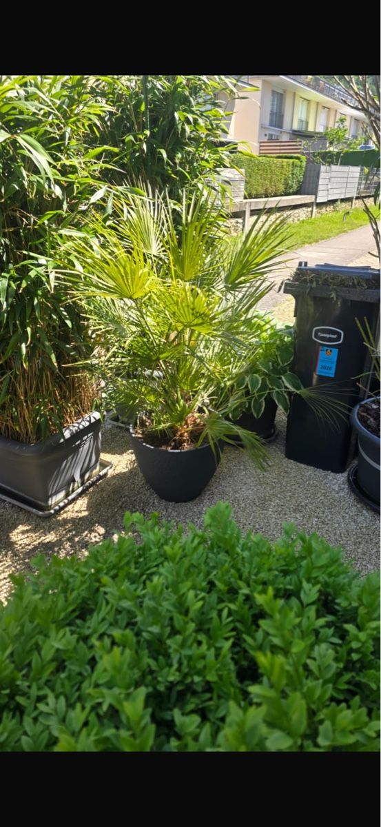 Piante & sementi: Schöne grosse Palme in grauem Topf – Usato da Lausen venduto da abella10