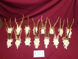 Reh, Geweihe, Trophäe, Horn, Dekoration, Jagd Abwurfstangen
