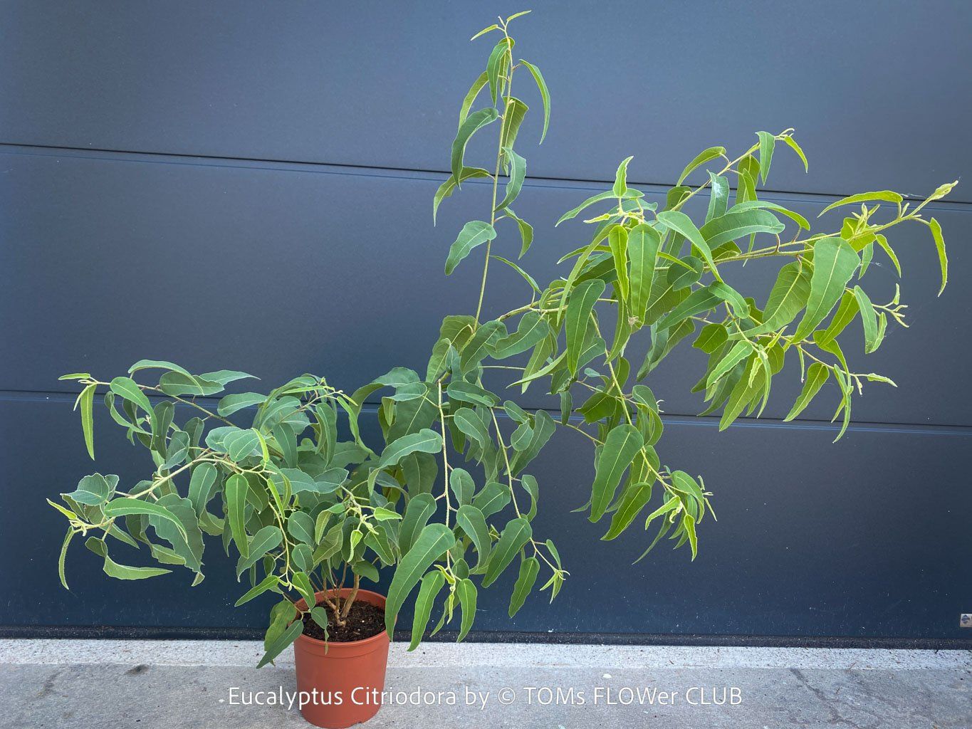 Piante & sementi: Corymbia Citriodora - Zitronen-Eukalyptus stark duftend – Nuovo e nell'imballaggio originale da Adliswil venduto da astom369 9