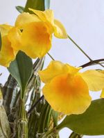 Dendrobium lindleyi *****