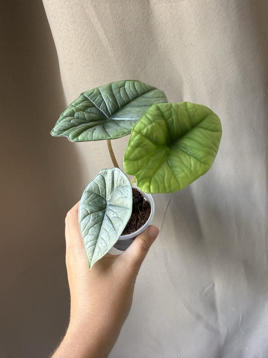 Pflanzen & Samen: Alocasia Platinum  – Neu (gemäss Beschreibung) aus La Tour-de-Trême von LyAmy