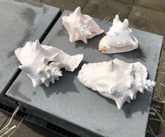 Muschel Muscheln Meeresschnecken Muschlhorn Muschelschalen