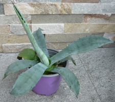 Agave / Pflanze ca 25-30 cm