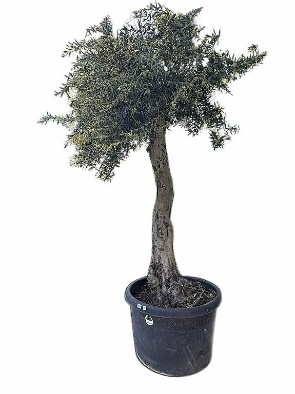 Piante & sementi: Olivenbaum "Olea Europea 14" Versand möglich – Nuovo (secondo la descrizione) da Zuckenriet venduto da Thur_Plant