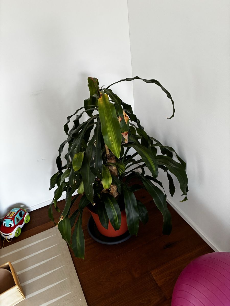 Piante & sementi: Zimmerpflanze Dracaena  – Usato da Grossdietwil venduto da Kikierenda 1