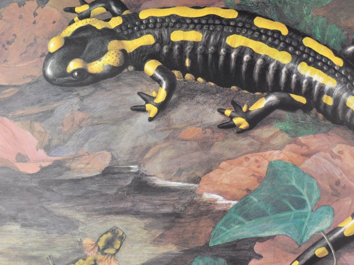 Foto & Immagini: Schulwandbild "Feuersalamander" Marta Seitz /  @marx – Usato da Härkingen venduto da sammelbecken