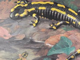 Schulwandbild "Feuersalamander" Marta Seitz /  @marx