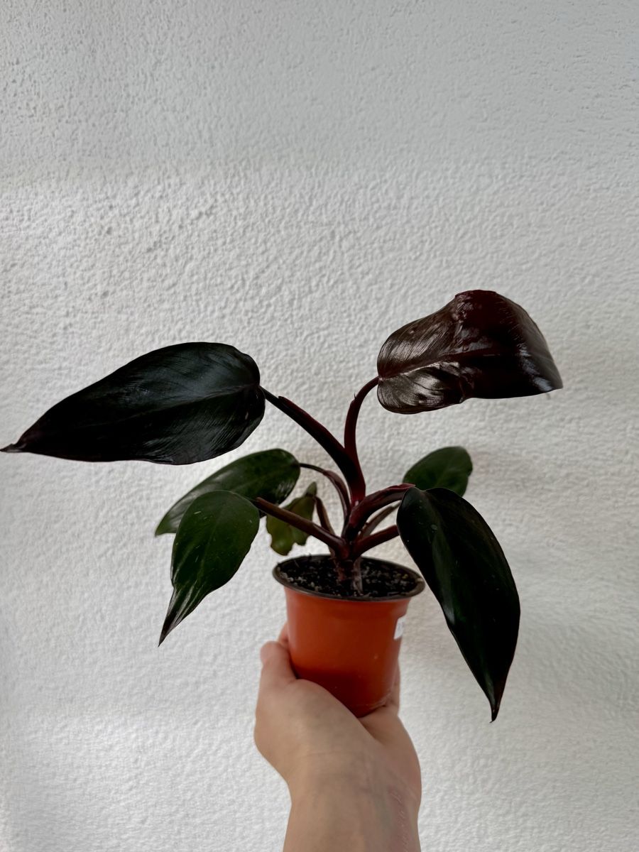 Piante & sementi: Philodendron Pink Princess 🌿 – Nuovo (secondo la descrizione) da Bülach venduto da Bloom_Witch