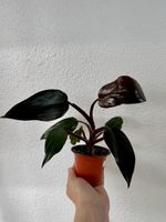 Philodendron Pink Princess 🌿