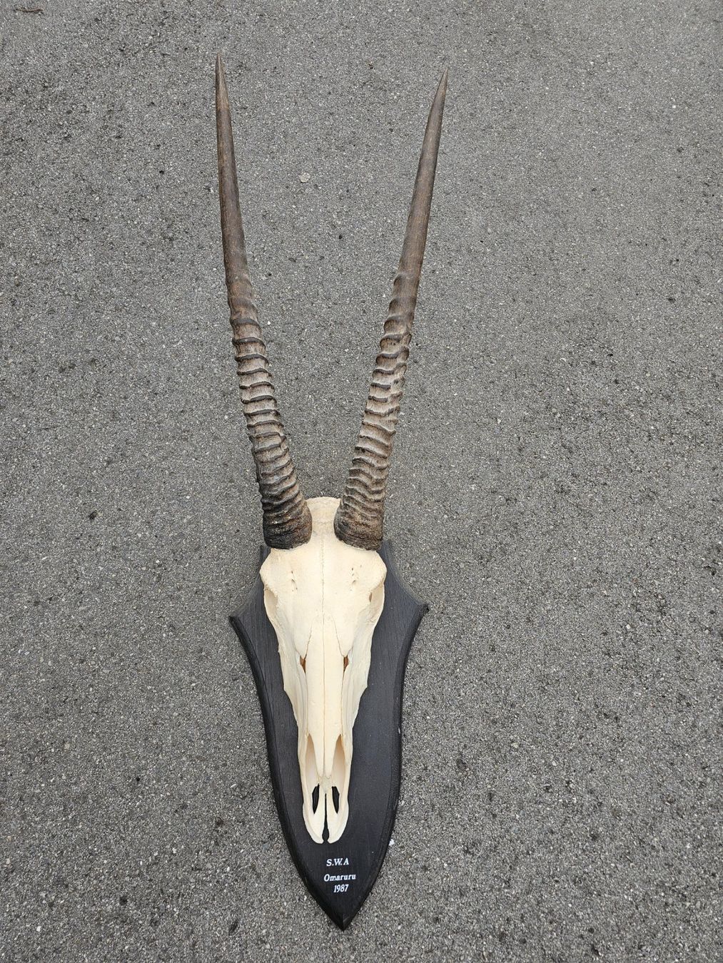 Altre raccolte & rarità: Grosswildgeweih Antilope aus Namibia – Usato da Eschen venduto da babsif