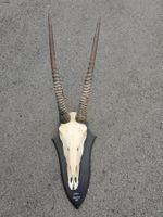 Grosswildgeweih Antilope aus Namibia