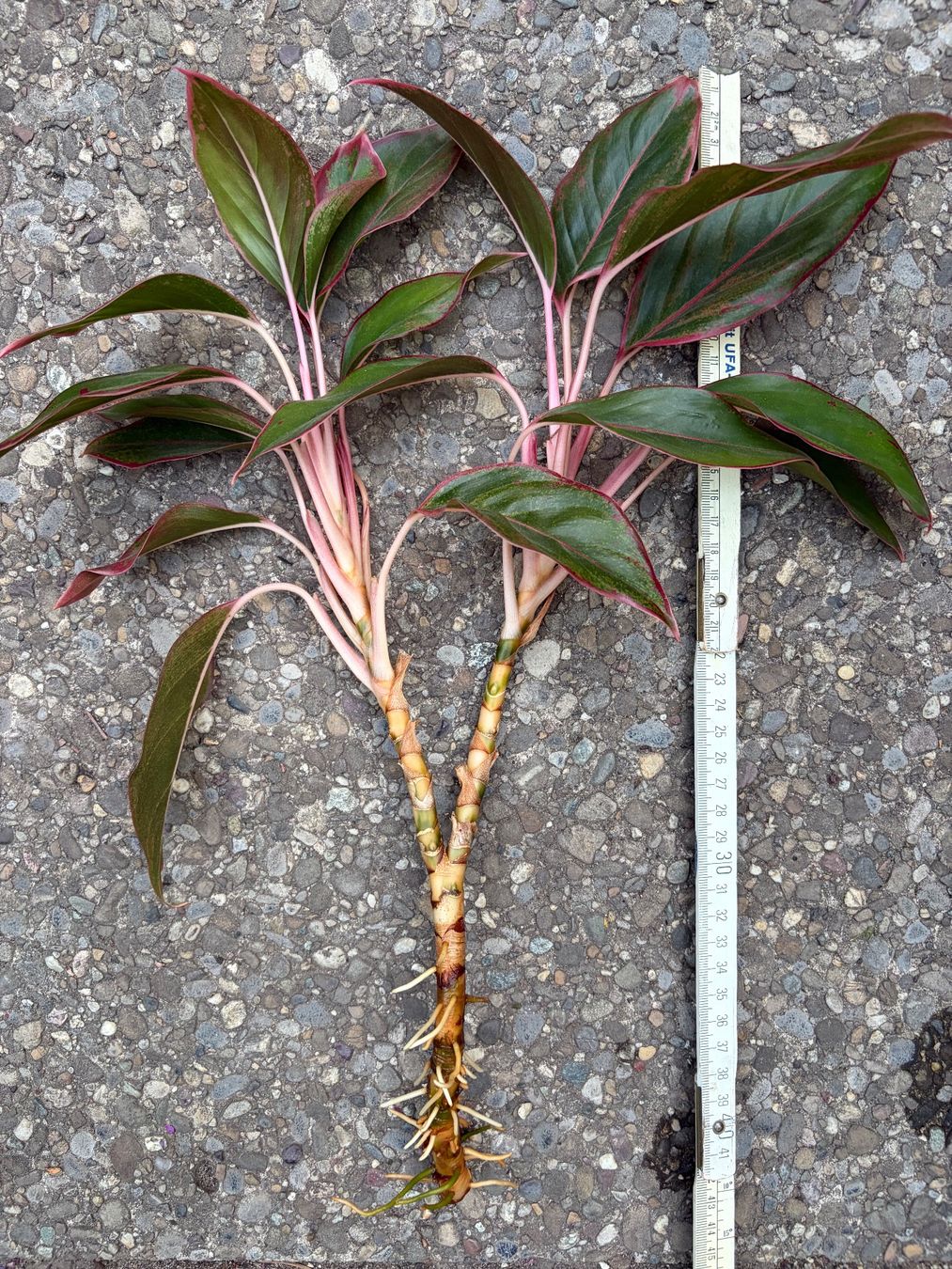 Plantes & graines: Aglaonema, grosser, bewurzelter Steckling – Neuf (Voir description) à Winterthur par Aniger 3
