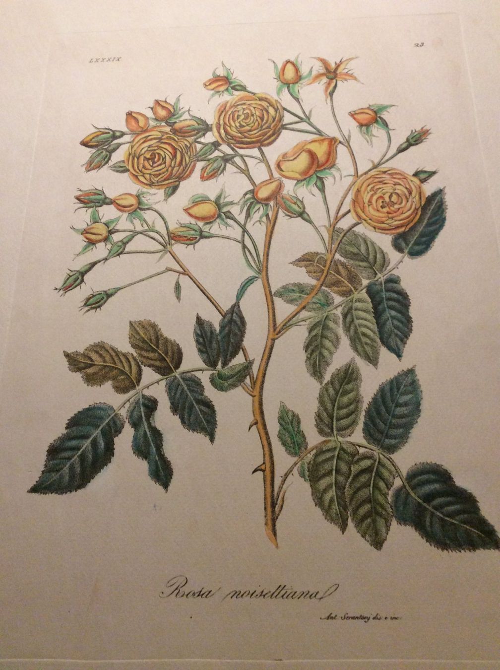 Grafica & Litografie: Planche Ant. Serantoni dis. e inc – Usato da Genève venduto da edelweiss1900 5