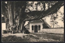 Bremgarten, Riesenlinde mit Einsiedler