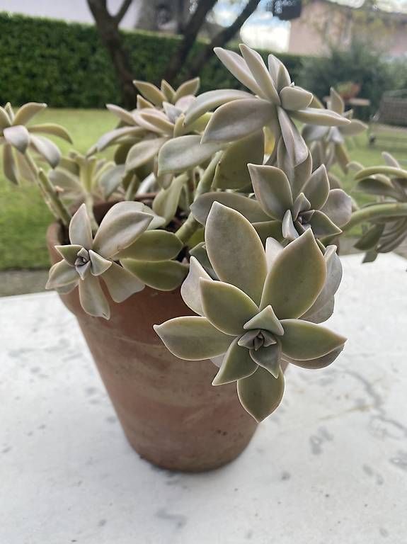 Piante & sementi: Pianta grassa "Graptopetalum Paraguayense"  – Usato da Cureglia venduto da Alevintage74 1