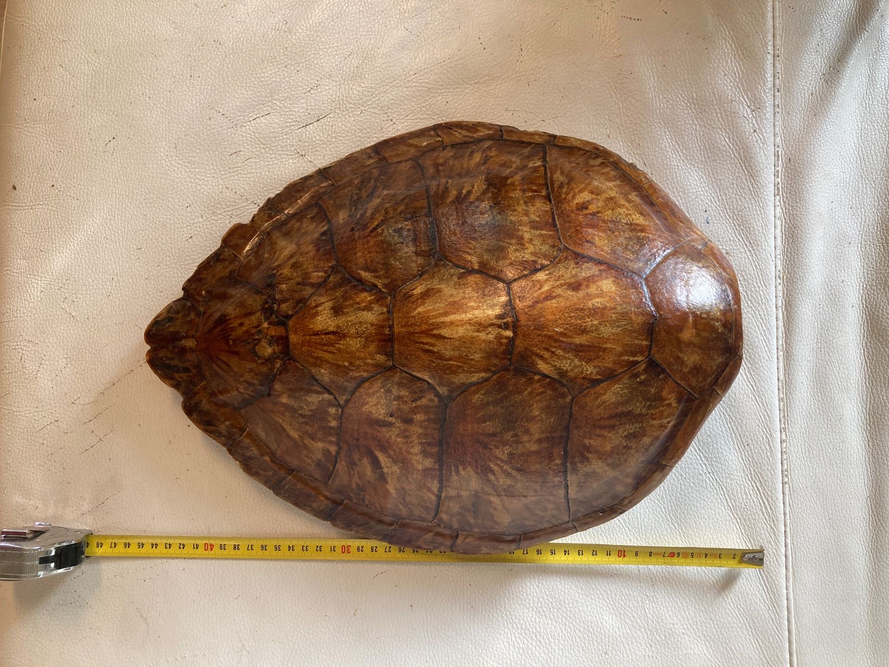 Welt der Tiere: Panzer antik , restauriert – Gebraucht aus Gossau SG von Waceera 2
