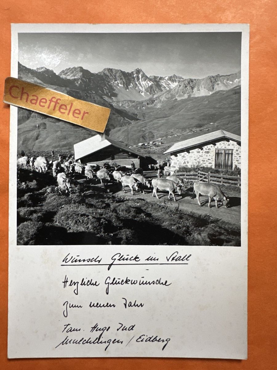 Ansichtskarten: Kuhherde, Grüsse aus...Mulchlingen / Eidberg – Gebraucht aus Zürich von Chaeffeler
