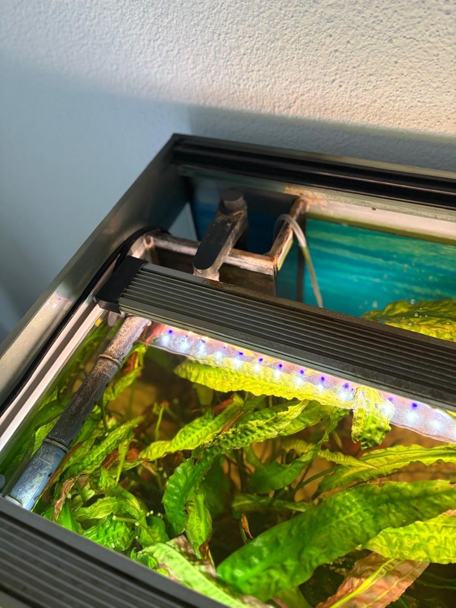 Acquari: Eheim Incpiria 330 Aquarium – Usato da Dagmersellen venduto da Dej7 6