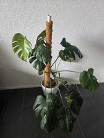 Monstera inkl. Topf + Kokosstab