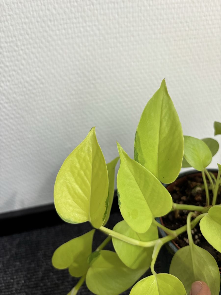 Pflanzen & Samen: Epipremnum aureum 'Neon' – Neon Pothos – Gebraucht aus Alpnach Dorf von lisa_plants 3