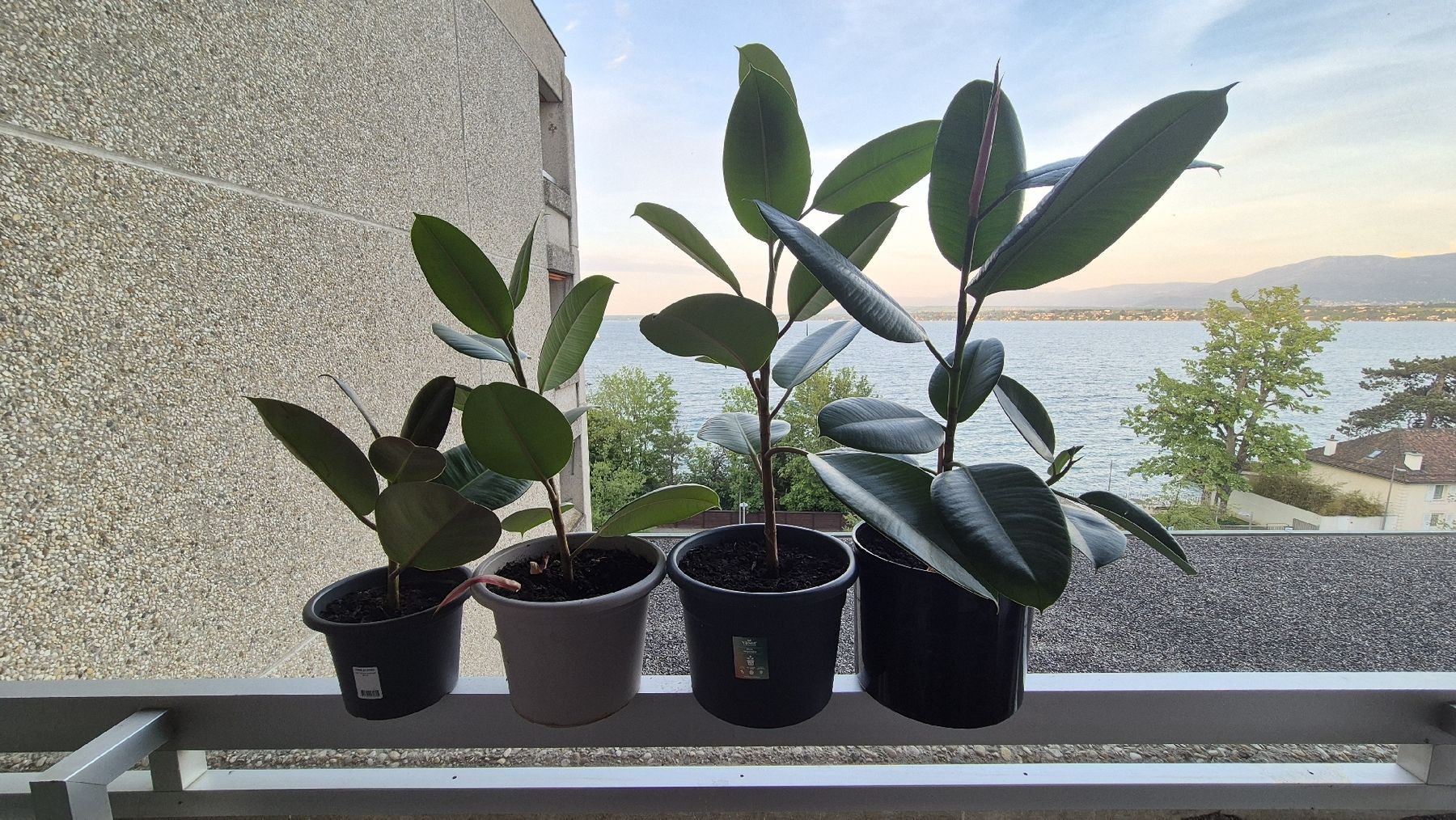 Piante & sementi: Plantes Ficus – Nuovo e nell'imballaggio originale da Gland venduto da ozl_y9tq