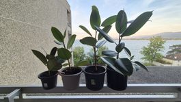 Plantes Ficus
