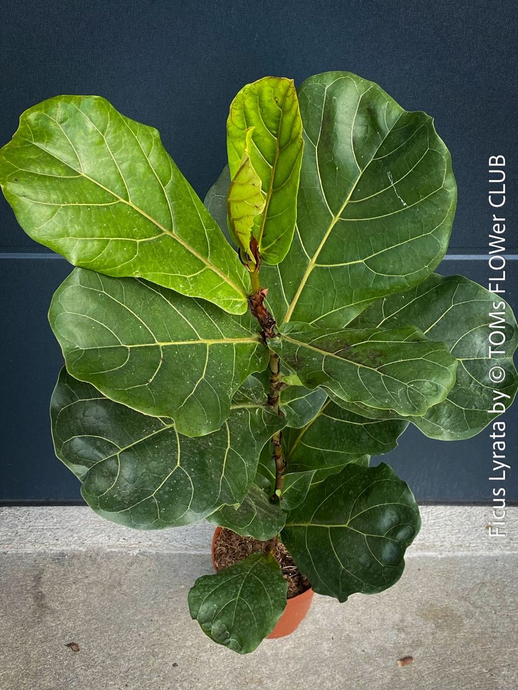 Pflanzen & Samen: Ficus Lyrata - schönes 100cm Bäumchen – Neu und originalverpackt aus Adliswil von astom369 4