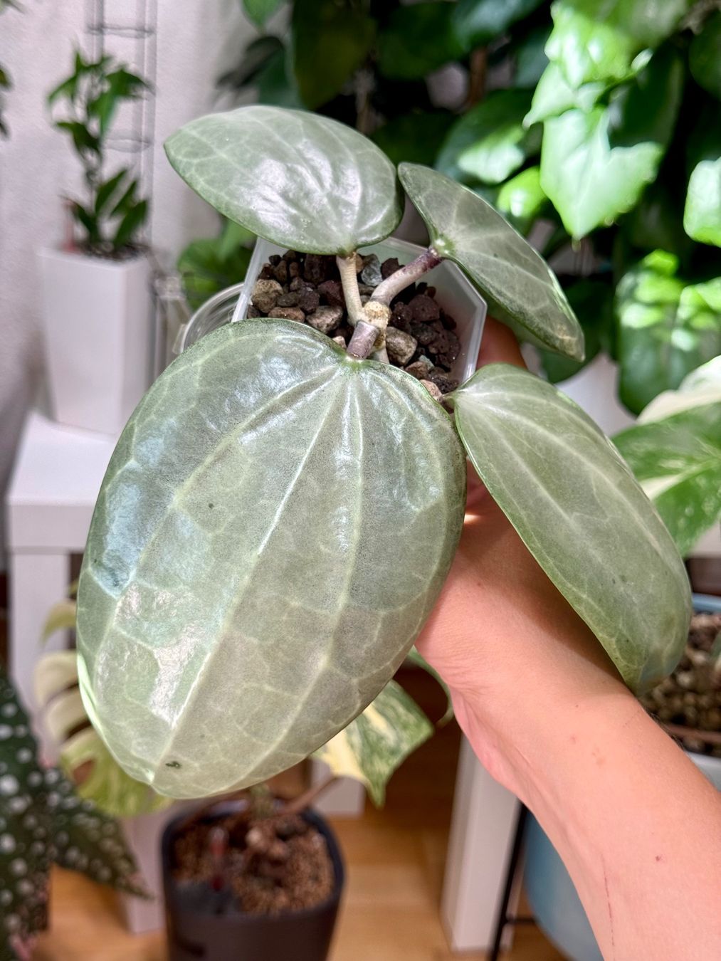 Pflanzen & Samen: Hoya latifolia silver 🦄✨ – Neu (gemäss Beschreibung) aus Bachenbülach von ilawega