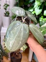 Hoya latifolia silver 🦄✨