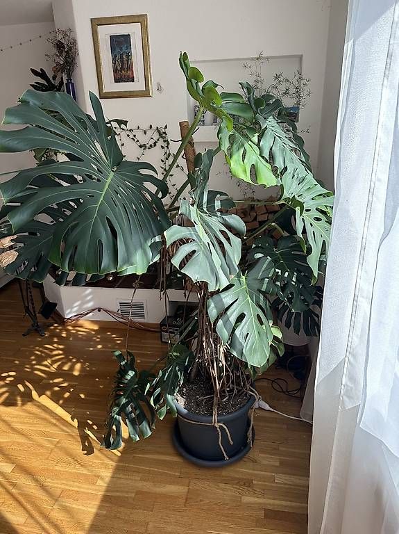 Piante & sementi: Riesengrosse Monstera – Usato da Hombrechtikon venduto da kus_q9vm