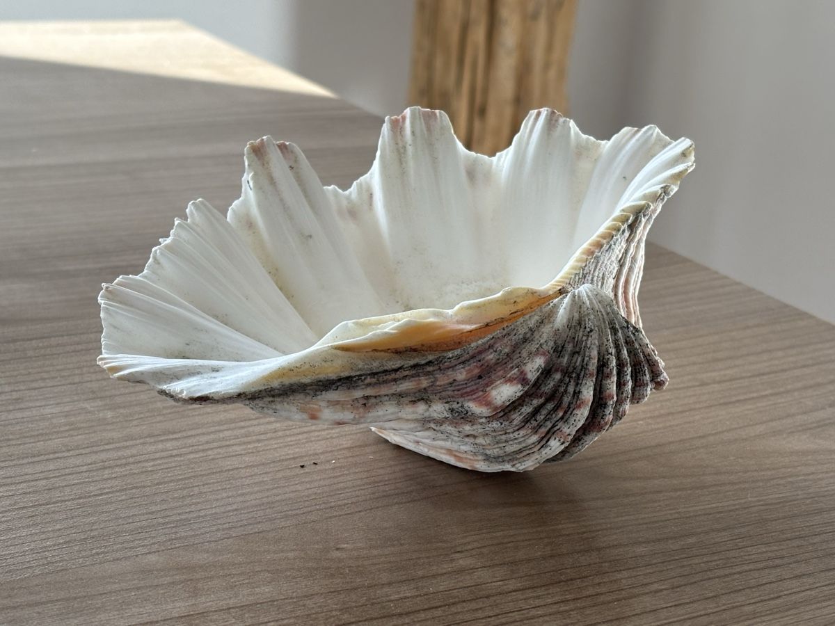 Fossilien: Grosse Muschel - 19,5cm - Windlicht – Gebraucht aus Jona von Sid100 8