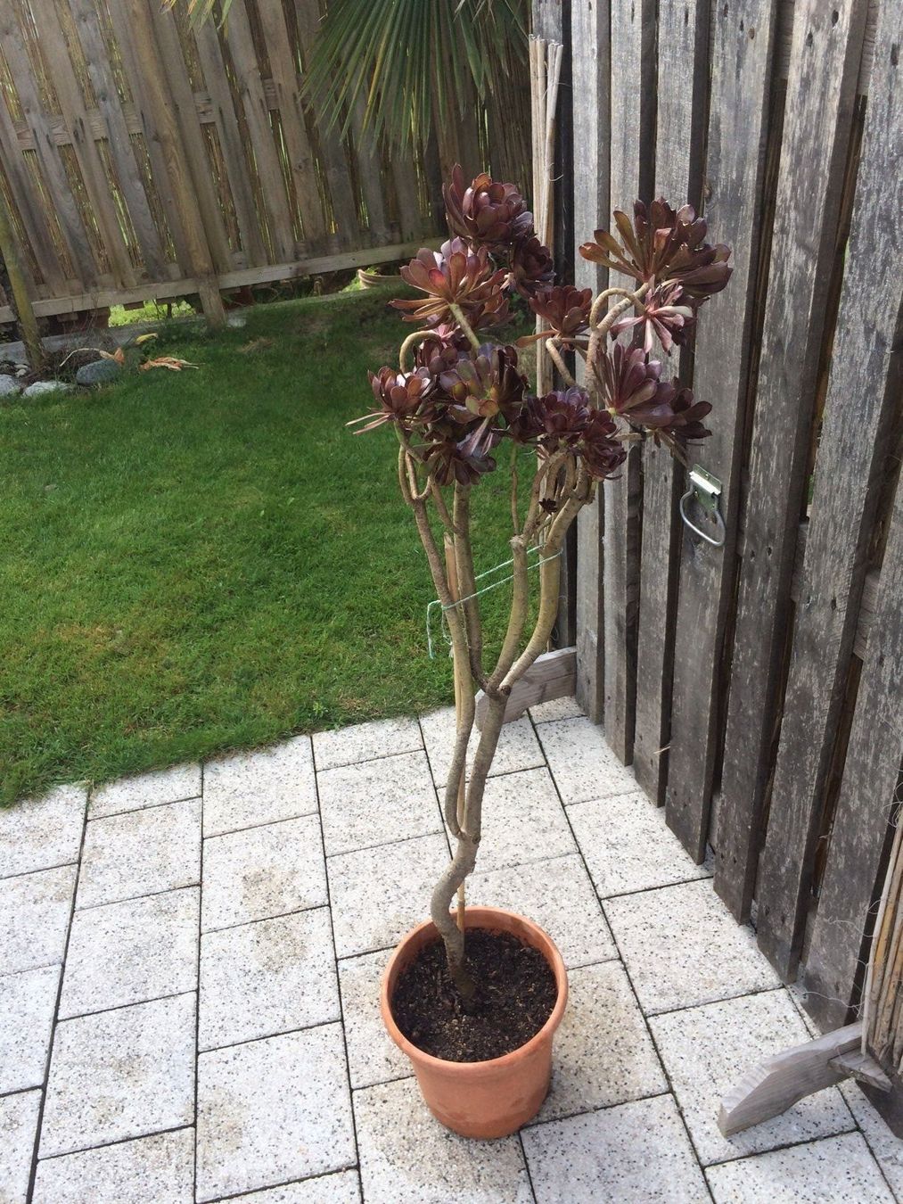 Piante & sementi: Aeonium arboreum purpurum – Nuovo (secondo la descrizione) da Vinelz venduto da Wellensittich55 2