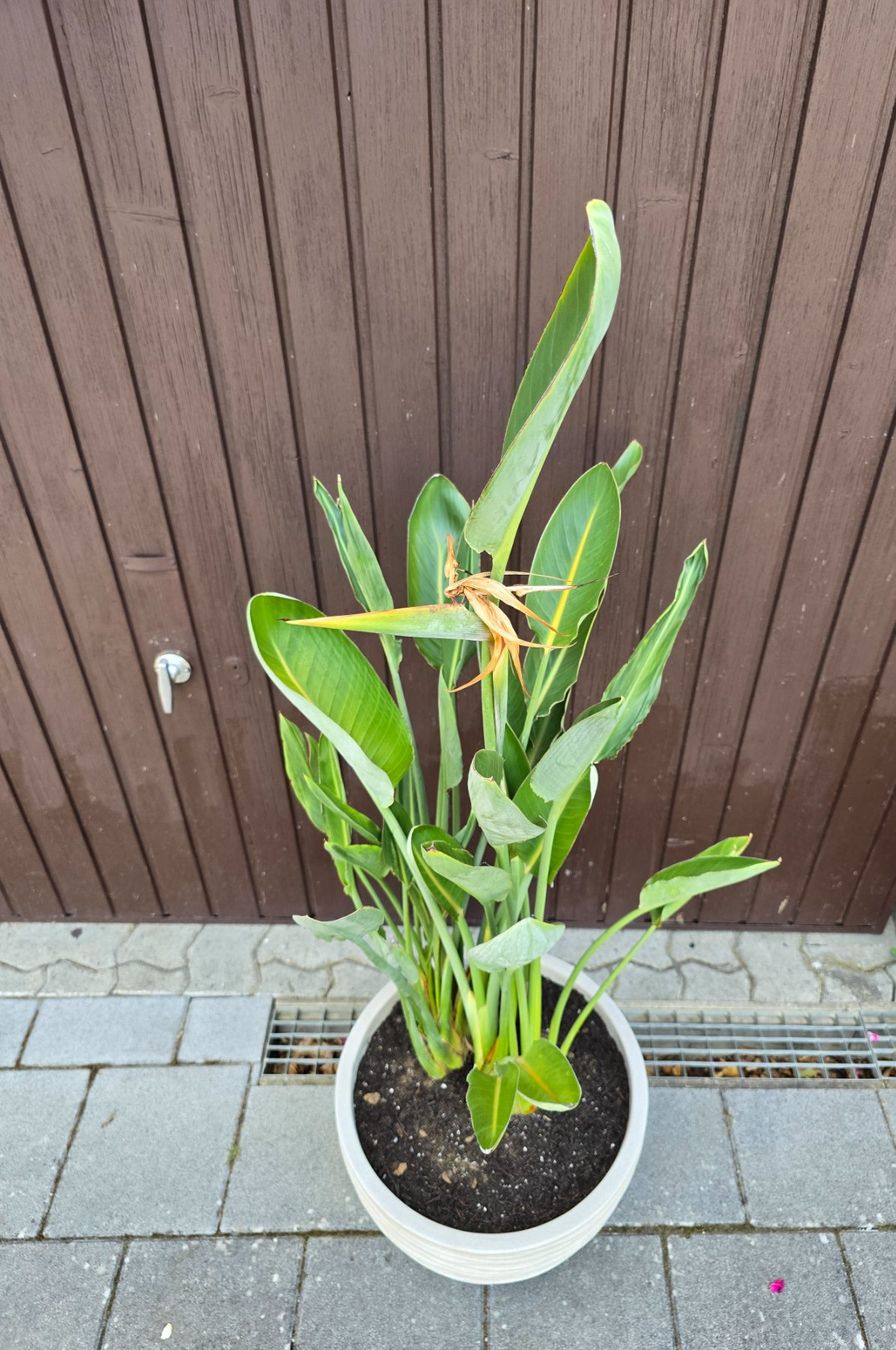 Plantes & graines: Strelize – D'occasion à Aarburg par popkorn65