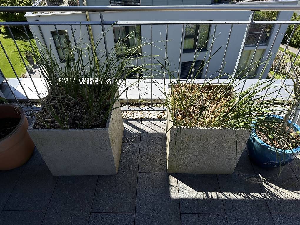 Box contenitori: 2 hochwertigen Gartenkübel mit Gräser – Usato da Richterswil venduto da ski_7ffp 4