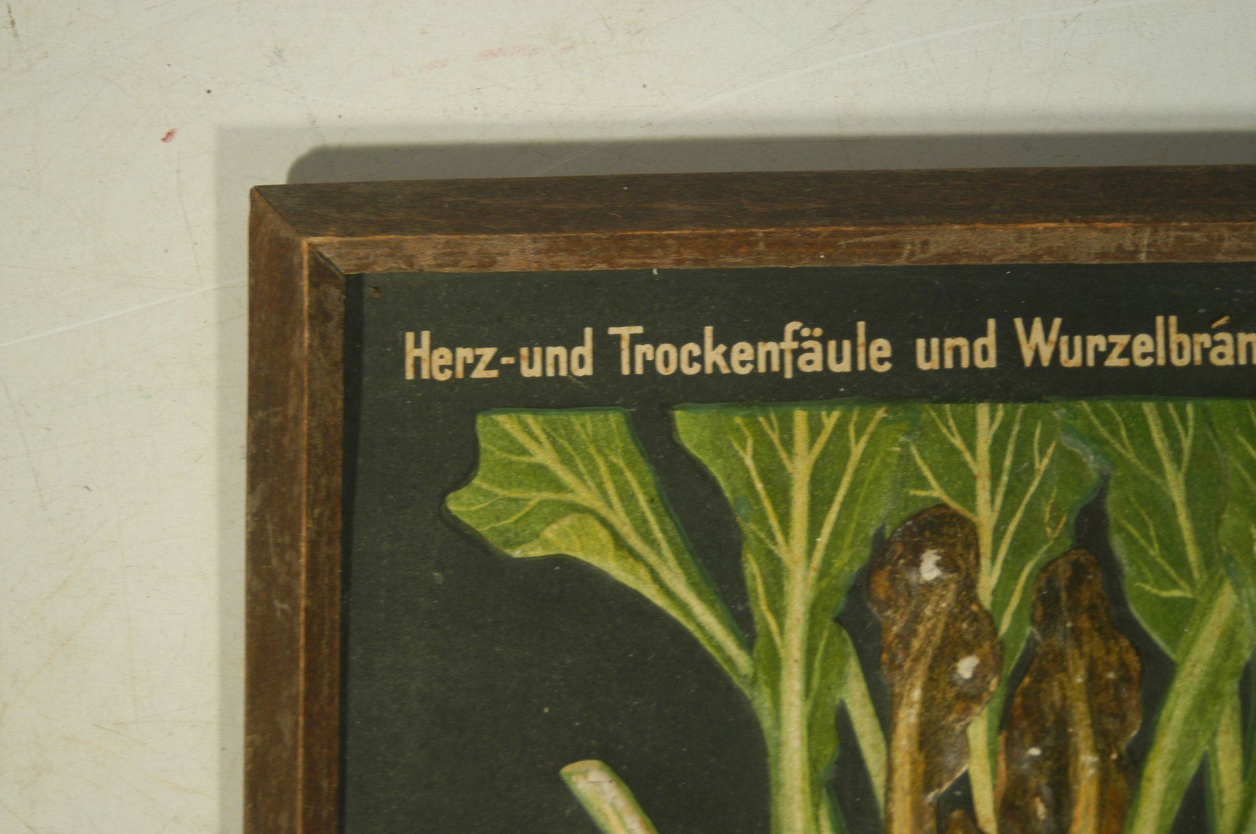 Foto & Immagini: Zuckerrübe Wurzelbrand Modell Relief – Usato da Herisau venduto da Wisen 1